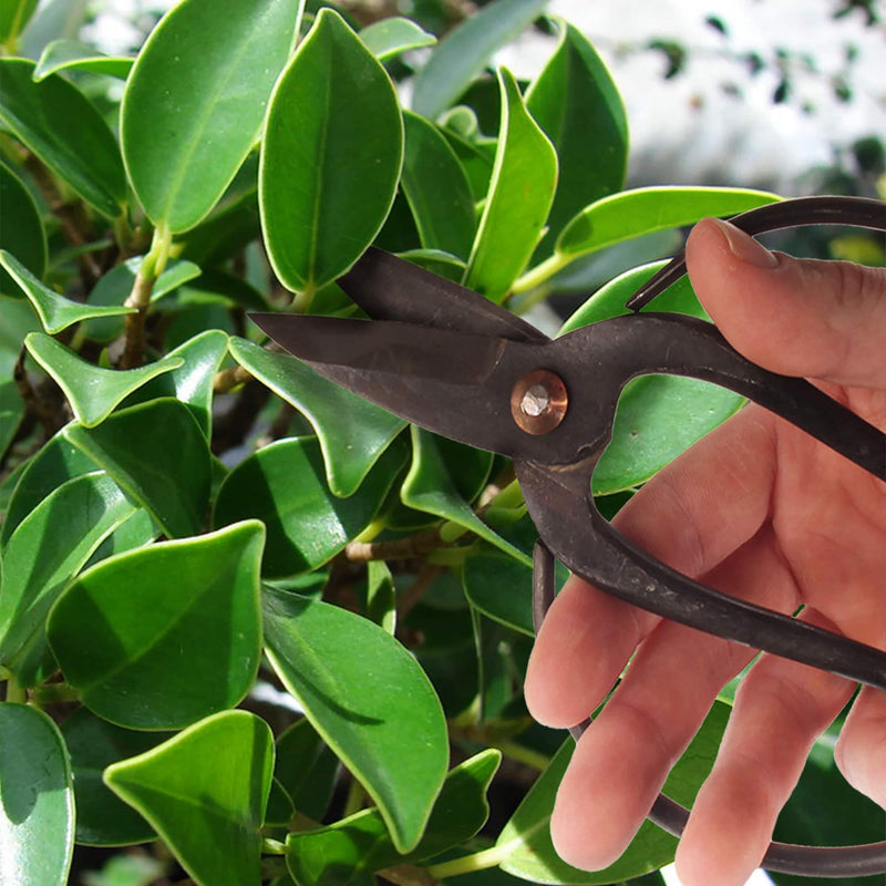 BambooMN Bonsai Basics Set - 8" Concave Cutter, 7" Heavy Duty Shear - 1 Set Concave Cutter & Heavy Duty Shear Set