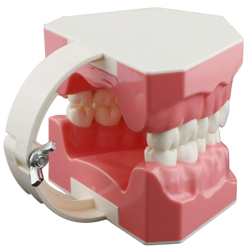[Australia - AusPower] - Dental Model Brushing Flossing Practice Teeth Typodonts Mode Gingiva Visible Anatomic Demonstration Teaching Studying Standard Size 