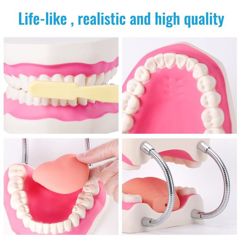 Annhua Large Anatonmical Teeth Model 6 Times Dental Hygiene Teeth Models, Dentist Teaching Oral Care Model with Detachable Tongue and Denture Toothbrush 6 Times Brushing Tooth Model