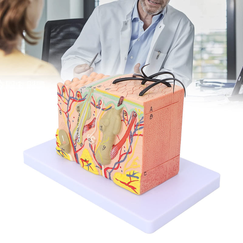 Skin Model, 35-Fold Anatomical Skin Model, 3D Skin Layer Structure Model with Hair Follicles and Sebaceous Glands, Removable Layers for Medical Study, Anatomy Lessons and Cosmetic Training