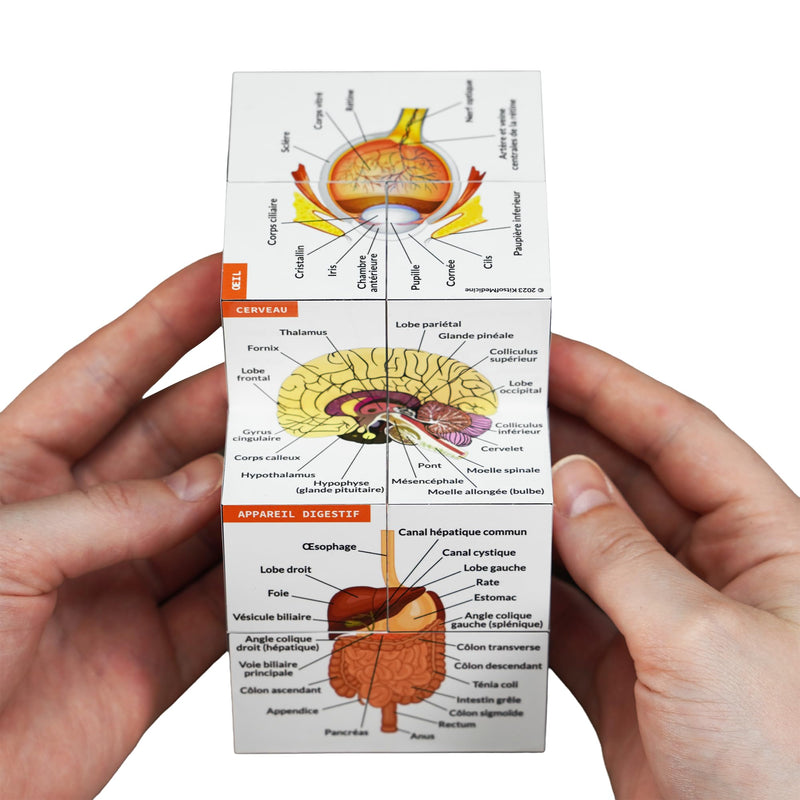 Learning Cube for Human Anatomy in French | Study 9 Parts of the Human Body | Cube Anatomy Model | Ideal Gift for Nurses and Medical Students