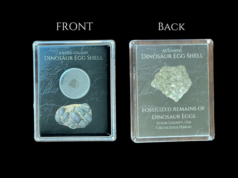 Authentic Dinosaur Egg Shell Fossil Gift Box - 65 Million Year Old Cretaceous Specimen in Lucite Case, Teton County, USA