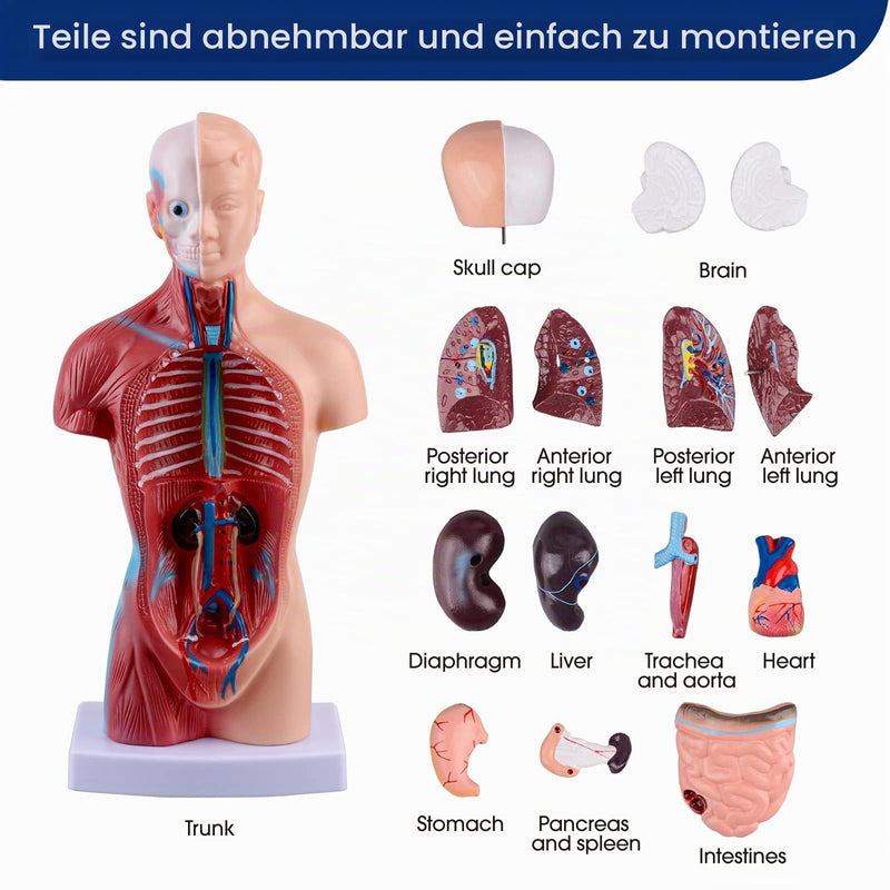 Ultrassist 28 cm Human Torso Anatomy Model with 15 Removable Parts | Hand painted details with sturdy presentation base
