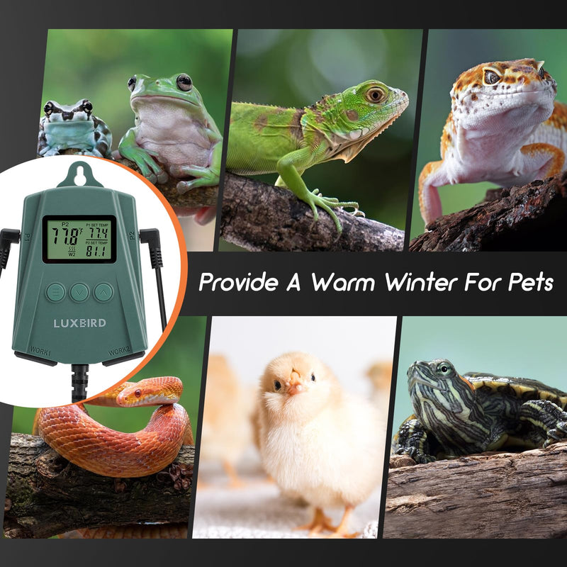 [Australia - AusPower] - LUXBIRD Reptile Thermostat Controller (250w Per Outlet), Digital Thermostat for Turtles, Lizards, Frogs, and Other Reptiles (Power Off Memory New) LB-2SC New Ver. 