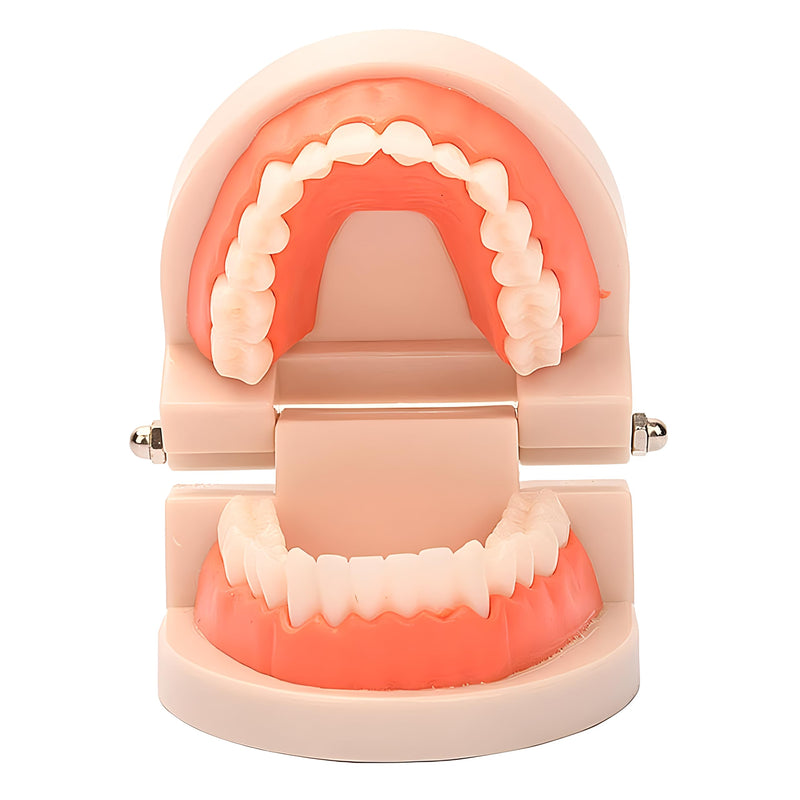 [Australia - AusPower] - Standard Teeth Model, YOFAN Kids Dental Teaching Study Supplies Adult Standard Typodont Demonstration Teeth Model(Without Wisdom Teeth) (Convenient Design,No Need for Wrenches) 1 