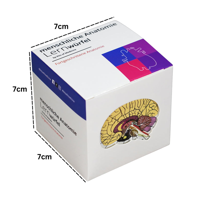 Human Anatomy Study Cube in German, 9 Parts of the Human Body Learning, Anatomy Model Cube, Great Gift Idea for Nurses and Medical Students