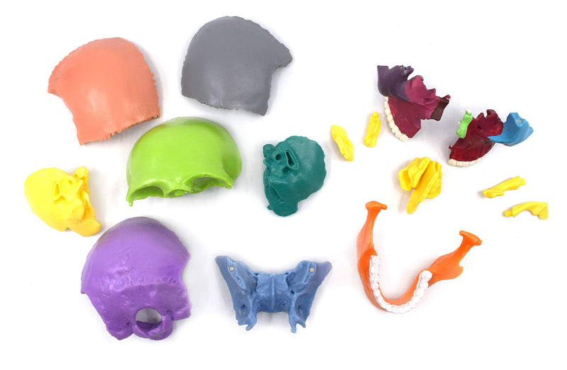 Didactic Miniature Skull Model - Painted Multi-Color - 15 Pieces, Magnetic Mounting - 1/2 Natural Size - Eisco Labs
