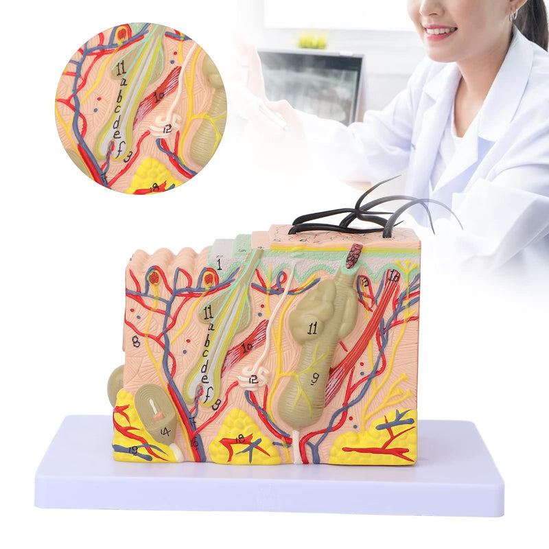 Skin Model, 35-Fold Anatomical Skin Model, 3D Skin Layer Structure Model with Hair Follicles and Sebaceous Glands, Removable Layers for Medical Study, Anatomy Lessons and Cosmetic Training