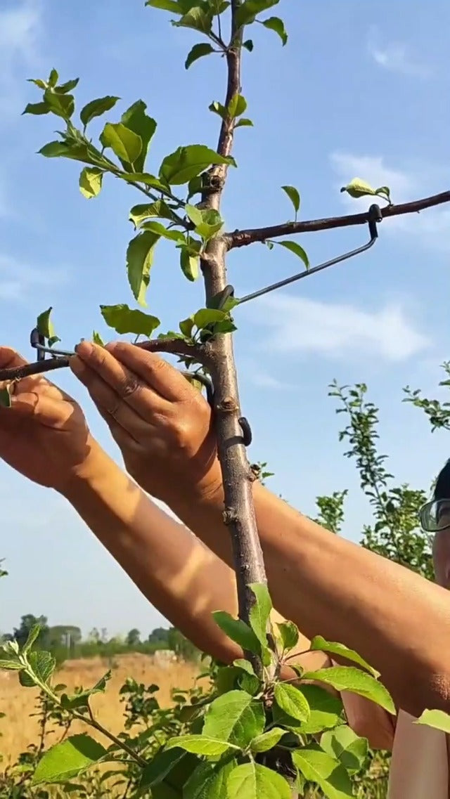 Fruit Tree Branch Spreader 20 Pack Versatile and Durable Solution for Tree Supports Branches Extension (10 Inch) 10"