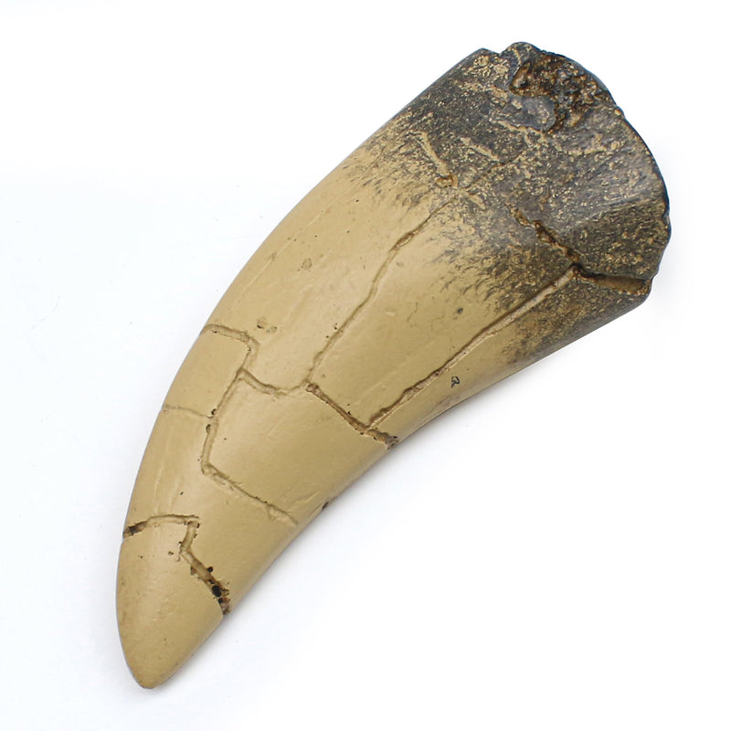 [Australia - AusPower] - T rex Tooth, Dinosaur Teeth, Resin Tyrannosaurus Toothy Direct Cast Replica, Mosasaurus Spinosaurus Trex Fossils Model for Necklace, Fossilized Various Prehistoric Dinosaurs High-Fidelity Replicas 