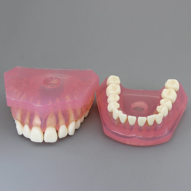 [Australia - AusPower] - Dental Implant Teeth Model Study Teach Standard Model with Removable Teeth 