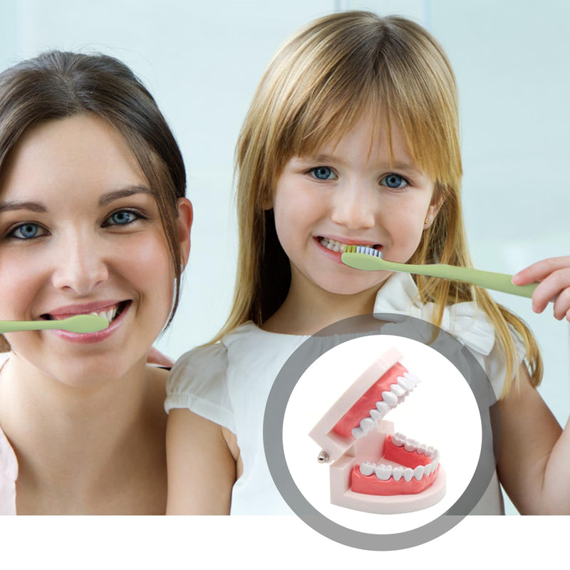 Dentist Model, 2 Educational Models + 2 Plastic Toothbrushes Dental Training Models PVC Teeth Demonstration Teaching Children Teeth Brush