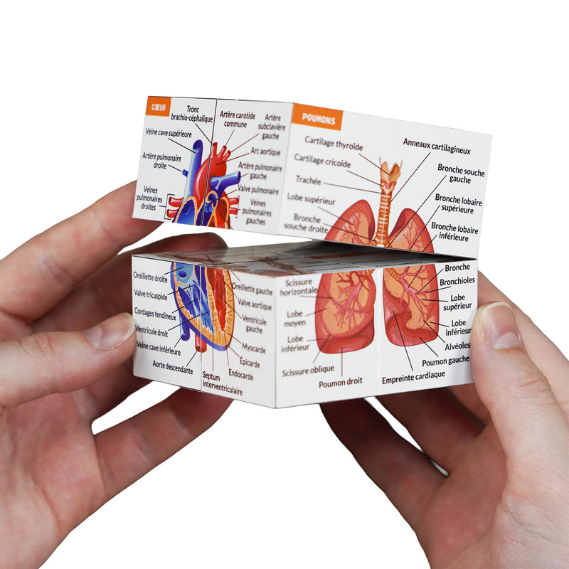 Learning Cube for Human Anatomy in French | Study 9 Parts of the Human Body | Cube Anatomy Model | Ideal Gift for Nurses and Medical Students