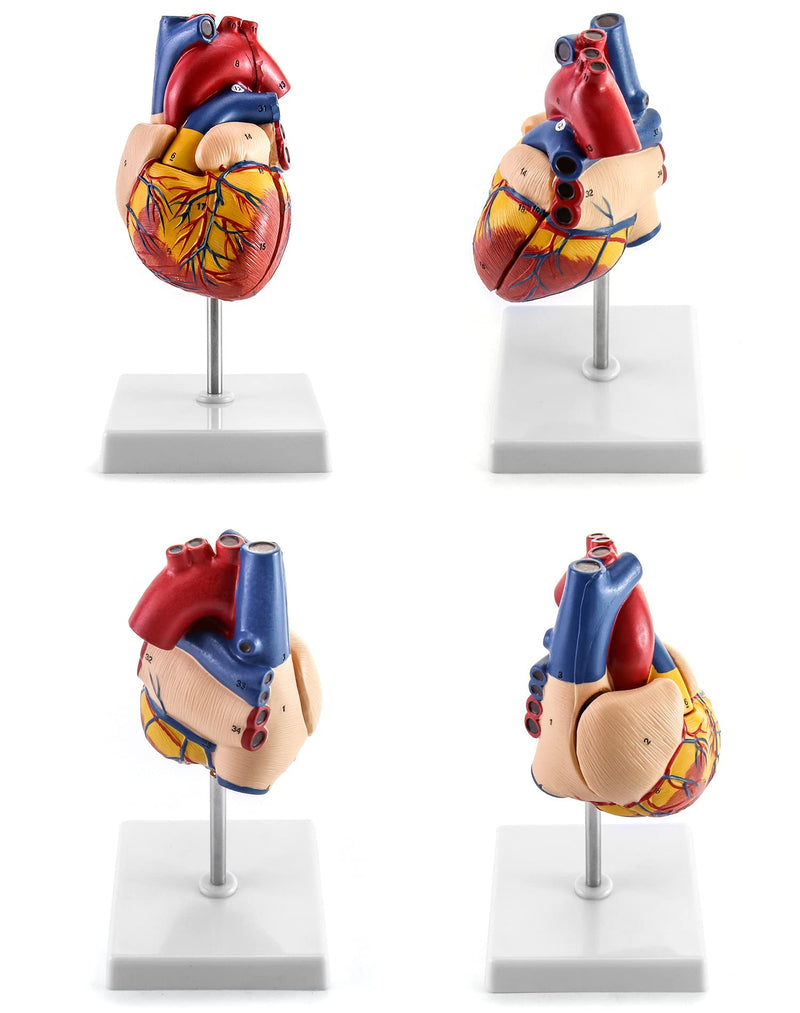 QWORK Human Heart Model, Anatomically Accurate Numbered 2-Part Life Size Heart Medical Model with 34 Anatomical Structures, Held Together with Magnets on Base 1 Pc