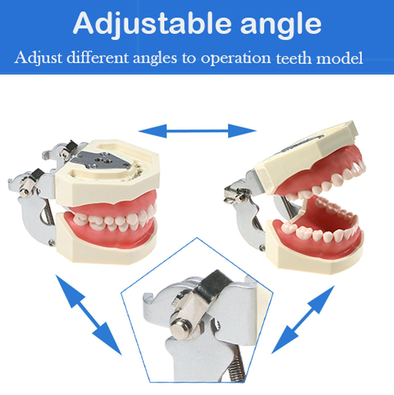 [Australia - AusPower] - Typodont Teeth Model Kilgore NISSIN 200 Type Detachable Removable 28pcs Screw-in Teeth Model with Screwdriver Suitable Teaching Dental Students M8011-D (M8011D-1) 