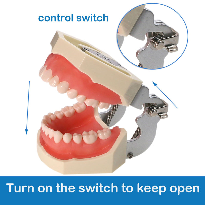 [Australia - AusPower] - Typodont Teeth Model Kilgore NISSIN 200 Type Detachable Removable 28pcs Screw-in Teeth Model with Screwdriver Suitable Teaching Dental Students M8011-D (M8011D-1) 