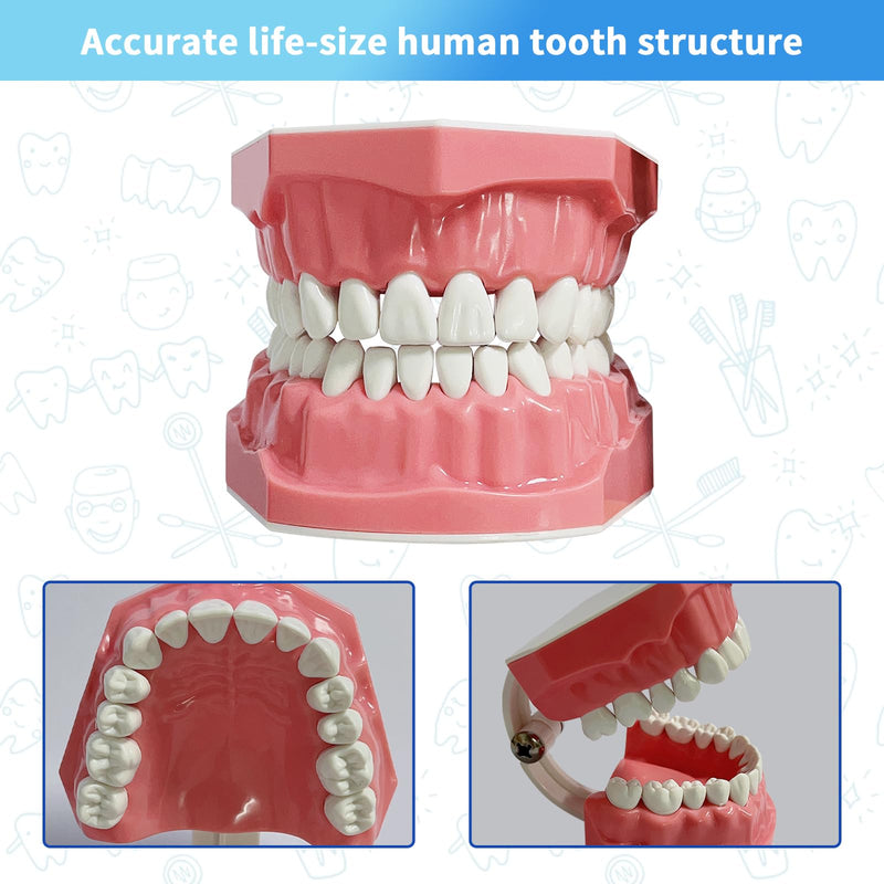 [Australia - AusPower] - Dental Model Standard Size for Brushing Flossing Practice - Silicone Teeth Typodonts with Visible Gingiva, Anatomic Teaching Demonstration - Educational Dental Care Tool for Kids Students 