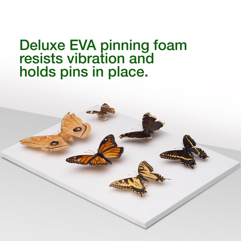 [Australia - AusPower] - Insect Pinning Box for Entomology | 13" x 9" x 2.5" | Includes White Foam to Hold Pins in Place | for Butterfly, Moth and Bug Collections and Specimen Displays 1 