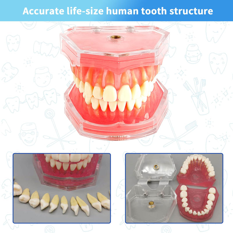 [Australia - AusPower] - Standard Study Teaching Dental Model with All Removable Teeth - Soft Silicone Gel Gum and Bendable Teeth Typodonts for Students and Professionals - Ideal for Dental Education and Demonstrations 
