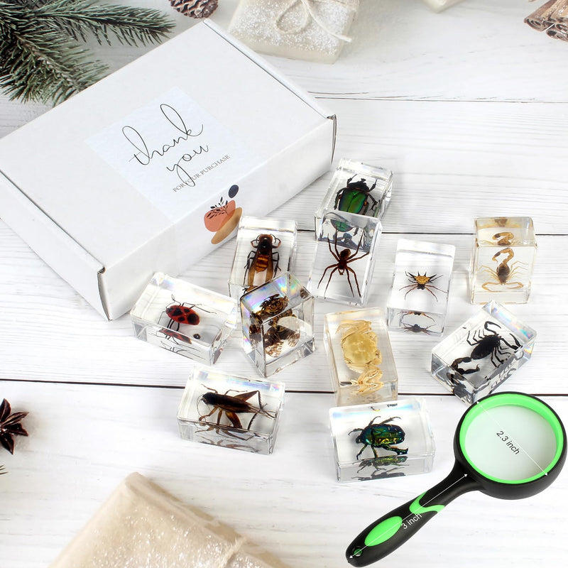 [Australia - AusPower] - 12 Pcs Insect Resin Specimen, Bugs in Resin Collection Specimen Set Science Education Classroom Interesting Observation Insect Kit, Biology Science Gift for Friend 12Pcs-insect 