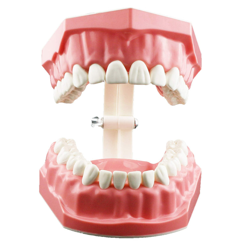 [Australia - AusPower] - Dental Model Brushing Flossing Practice Teeth Typodonts Mode Gingiva Visible Anatomic Demonstration Teaching Studying Standard Size 