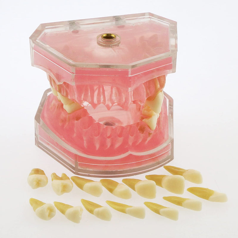 [Australia - AusPower] - Dental Demonstration teeth Model - Standard Study Teaching dental mode with all Removable Teeth #4004 Silica Gel Material Soft and Bendable Teeth Typodonts 