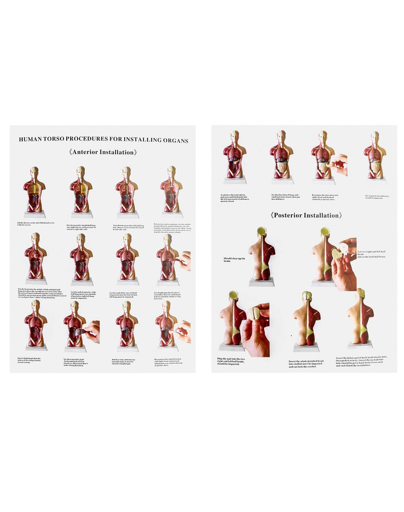 QWORK 15-Piece Human Anatomy Model - Skull Brain Torso and Internal Organs - for Medical Students Doctors and Teachers - 28 cm