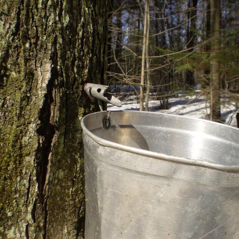 [Australia - AusPower] - Maple Syrup Tree Tapping Kit - Includes Maple Syrup Spiles and Maple Tree Tapping Drill Bit for Tap - Stainless Steel Spiles with Bucket Hook - Maple Tree Tapping Kit - Maple Syrup Supplies (6) 6 