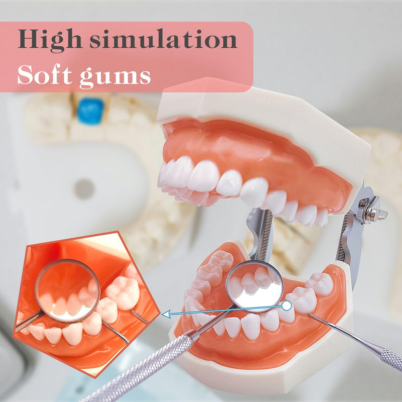 [Australia - AusPower] - Typodont Teeth Model with Removable Teeth,Dental Tooth Model Suitable for Teaching, Practice and Study, with a Small Screwdriver. (28 Teeth) 28 teeth 