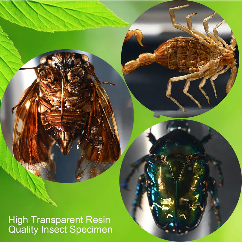 [Australia - AusPower] - 12 Pcs Insect Resin Specimen, Bugs in Resin Collection Specimen Set Science Education Classroom Interesting Observation Insect Kit, Biology Science Gift for Friend 12Pcs-insect 