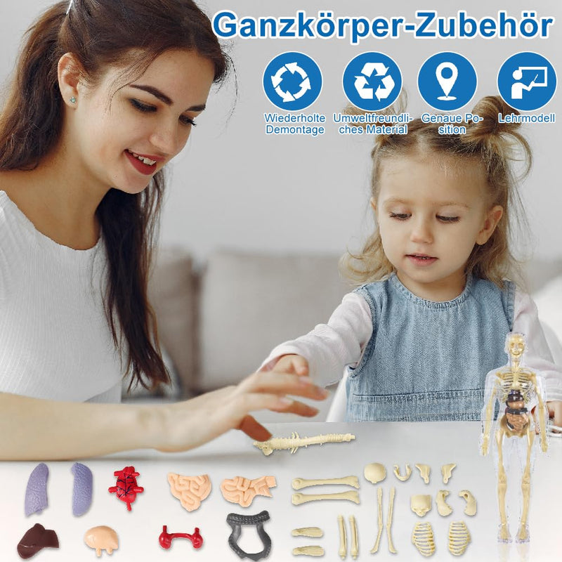 Anatomy Model Children, Anatomy Figure, Human Body Model for Children, Preschool Training for Children, Human Skeleton with Muscles, Model for Anatomy