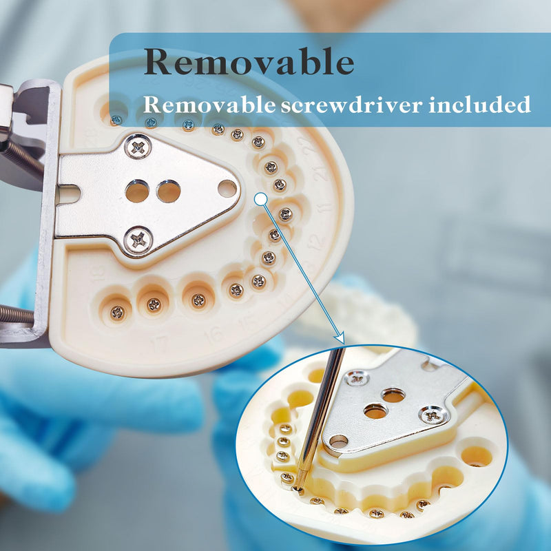 Typodont Teeth Model with Removable Teeth,Dental Tooth Model Suitable for Teaching, Practice and Study, with a Small Screwdriver. (32 Teeth) 32 teeth