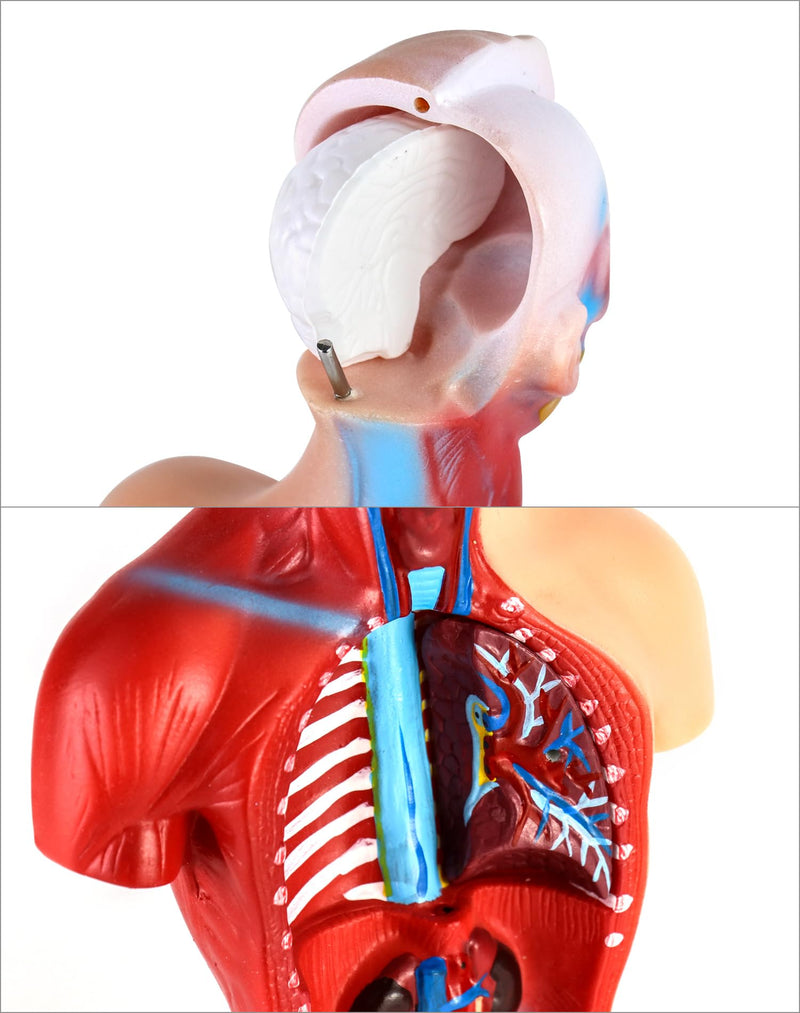 QWORK 15-Piece Human Anatomy Model - Skull Brain Torso and Internal Organs - for Medical Students Doctors and Teachers - 28 cm