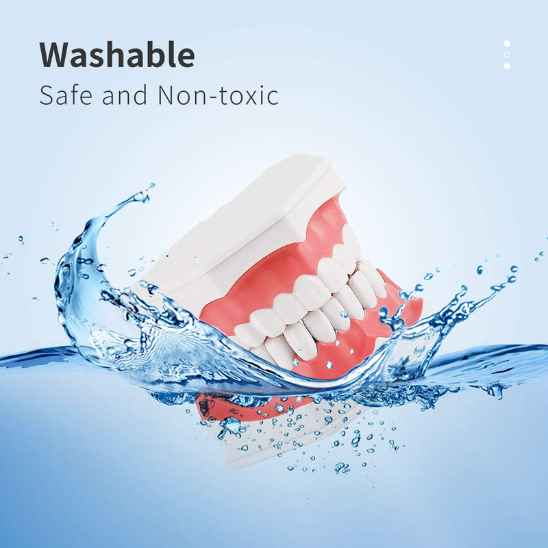 [Australia - AusPower] - Annhua Large Dental Teeth Model with Denture Toothbrush, 2 Times Brushing Tooth Model Teaching Tools with Removable Lower Teeth for Kids, Dental Students, Educators 