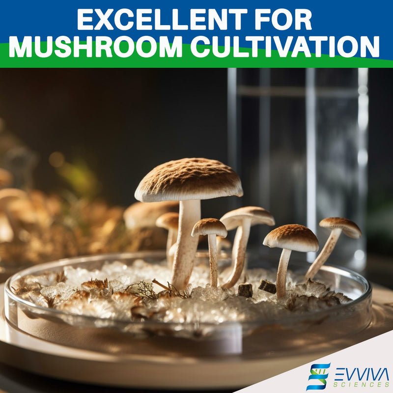 ES EVVIVA SCIENCES Pre-Poured Black Malt Extract Agar Plates – Includes Both Black Dye & Charcoal for Enhanced Culture Visualization - Excellent Growth Medium - Great for Mushrooms & Science Projects