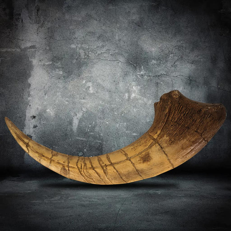 Fossilized Teeth and Claws of Various Prehistoric Dinosaurs, Megalodon Shark Teeth, and High-Fidelity Replicas (Megaraptor Claw) Megaraptor Claw