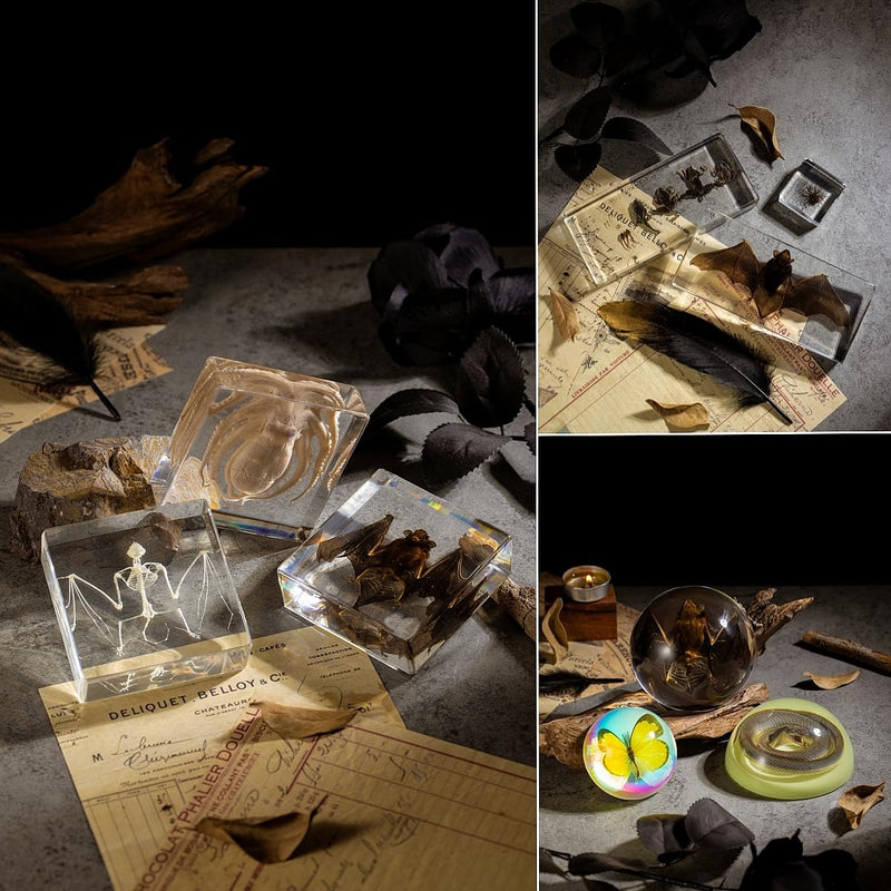 Real Mantis Specimen in Resin - Authentic Mantis Encased in Clear Resin Block, Perfect for Science Education, Oddities Collectors, and Biology Enthusiasts