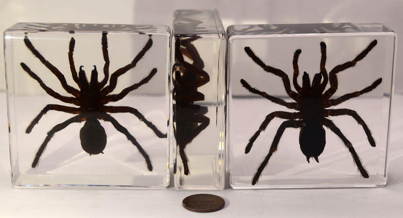 2.9" Real Tarantula Selenocosmia Huwena Spider in Crystal Clear Lucite Resin Specimen Preserved Halloween Paperweight Arachnoids Taxidermy Collection for Biology Science Education Desk Display Tarantula Spider