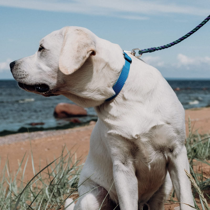 [Australia - AusPower] - Lobster Clasp - 2PCS Trigger Snap Hooks Heavy Duty Quality 316 Steel, Strong and Durable Wide Applicability of The Swivel Clasp, Perfect for Bag Straps, Pet Leashes 