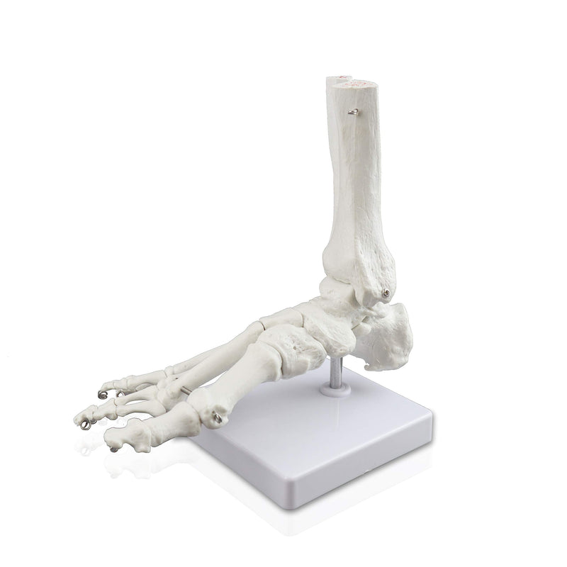 VAJ211 Foot Skeleton Model (Right) | Shows Distal Portions of The Tibia and Fibula | Fully Articulated | Connected with Flexible Wire to Demonstrate Natural Movement