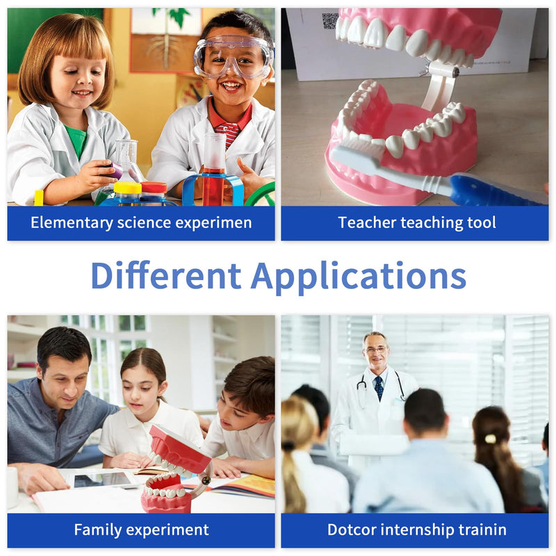 [Australia - AusPower] - Dental Model Standard Size for Brushing Flossing Practice - Silicone Teeth Typodonts with Visible Gingiva, Anatomic Teaching Demonstration - Educational Dental Care Tool for Kids Students 