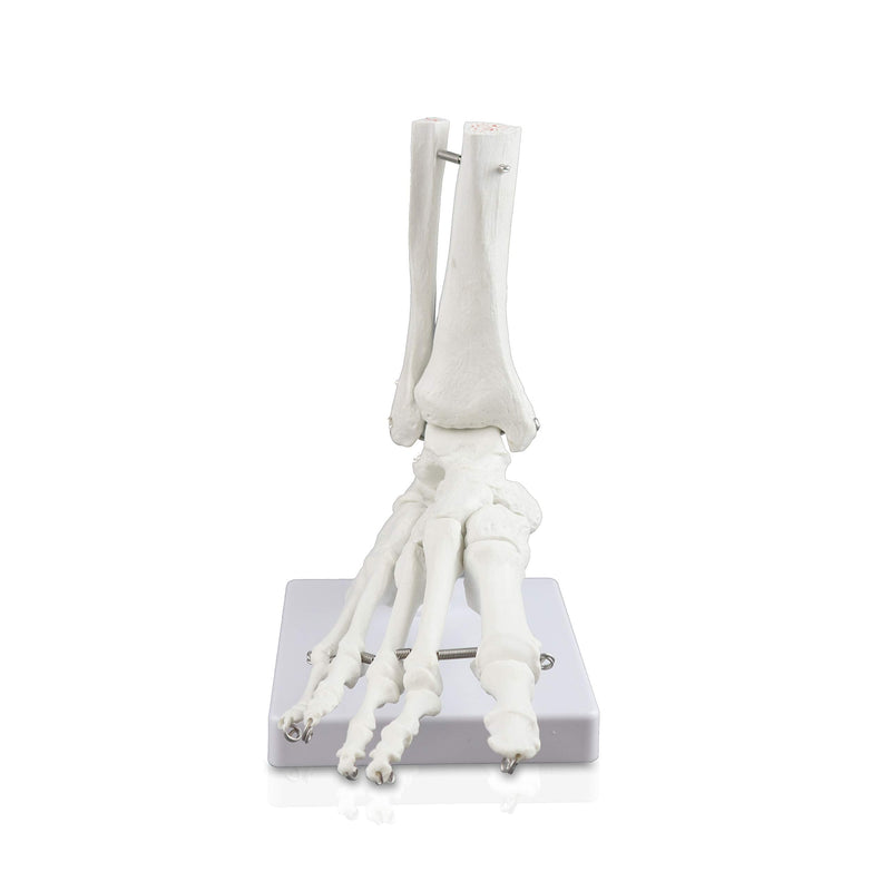 VAJ211 Foot Skeleton Model (Right) | Shows Distal Portions of The Tibia and Fibula | Fully Articulated | Connected with Flexible Wire to Demonstrate Natural Movement