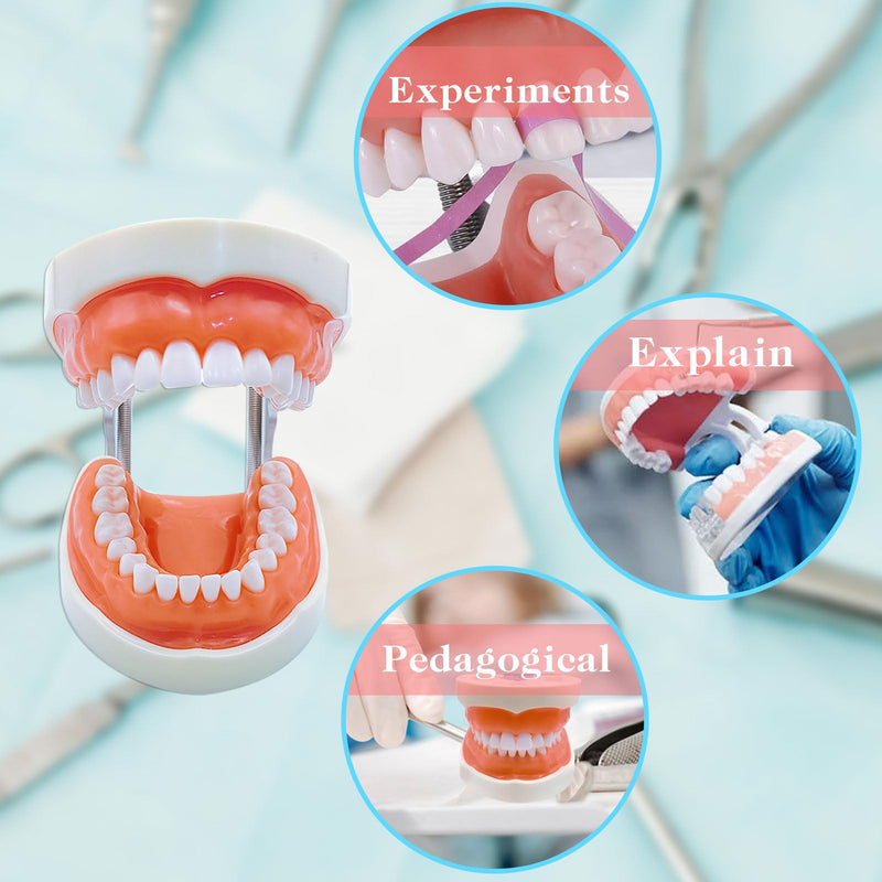 Typodont Teeth Model with Removable Teeth,Dental Tooth Model Suitable for Teaching, Practice and Study, with a Small Screwdriver. (32 Teeth) 32 teeth