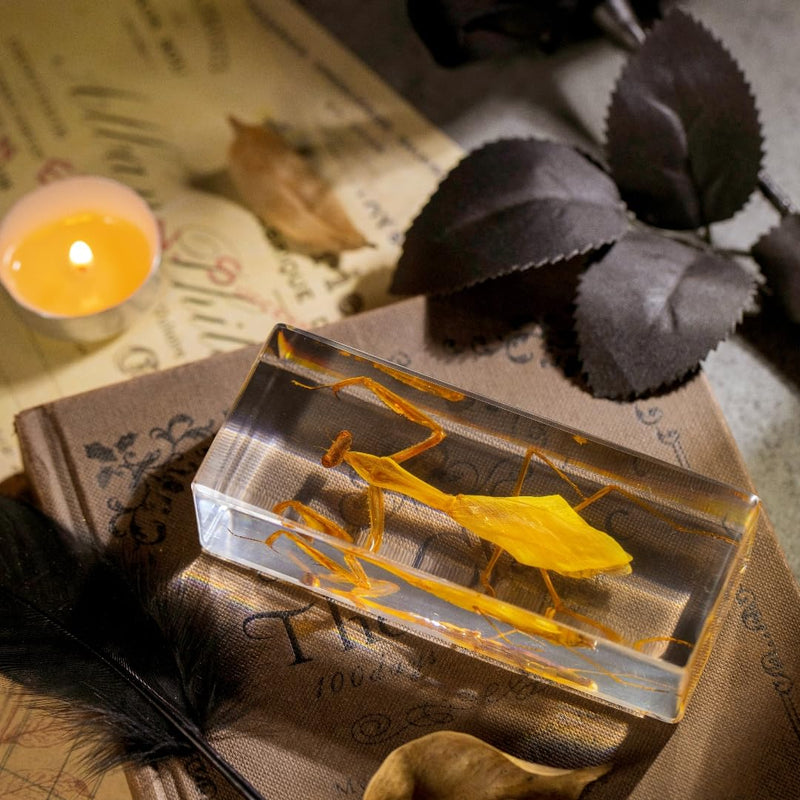 Real Mantis Specimen in Resin - Authentic Mantis Encased in Clear Resin Block, Perfect for Science Education, Oddities Collectors, and Biology Enthusiasts