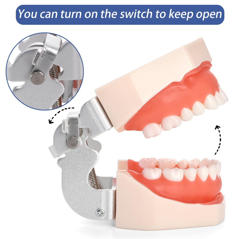 [Australia - AusPower] - ZENFUN Dental Typodont Model, Demonstration Teeth Model, Standard Dental Model with 28Pcs Screw-in Removable Teeth for Study, Teaching, Practice, Compatible with Kilgore Nissin 200 Type 