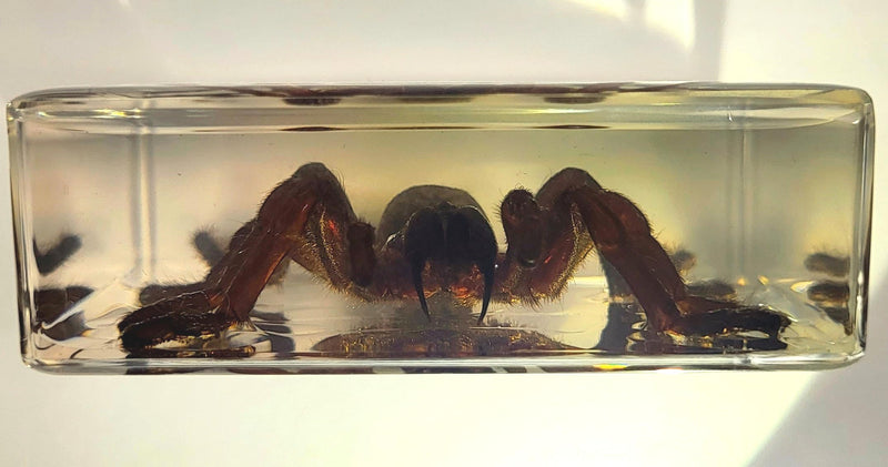 2.9" Real Tarantula Selenocosmia Huwena Spider in Crystal Clear Lucite Resin Specimen Preserved Halloween Paperweight Arachnoids Taxidermy Collection for Biology Science Education Desk Display Tarantula Spider