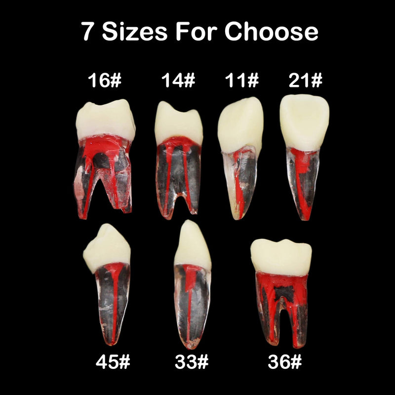 [Australia - AusPower] - 7Pcs Teeth Root Canal Model Endodontic File RCT Practice Pulp for Teaching Study 