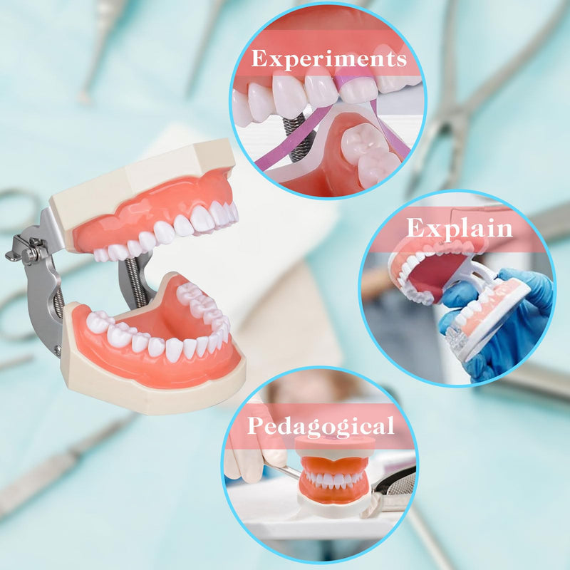 [Australia - AusPower] - Typodont Teeth Model with Removable Teeth,Dental Tooth Model Suitable for Teaching, Practice and Study, with a Small Screwdriver. (28 Teeth) 28 teeth 