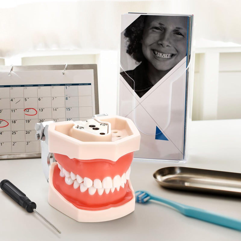 [Australia - AusPower] - ZENFUN Dental Typodont Model, Demonstration Teeth Model, Standard Dental Model with 28Pcs Screw-in Removable Teeth for Study, Teaching, Practice, Compatible with Kilgore Nissin 200 Type 