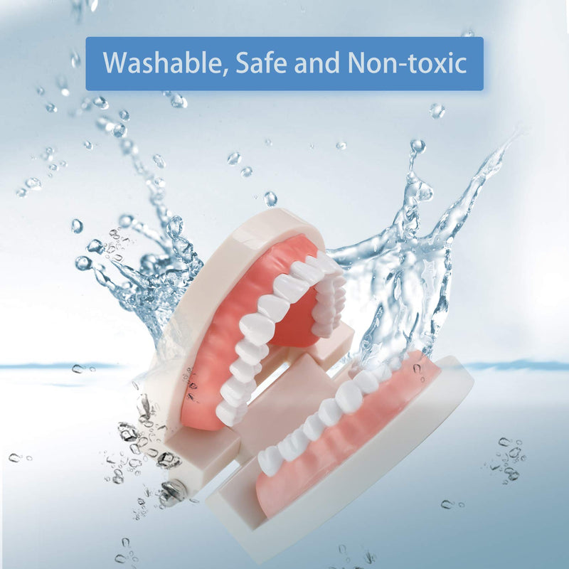 [Australia - AusPower] - Dental Adult Standard Teeth Model, Typodont Demonstration Denture Model|Mouth Teeth Model Dental Supplies for Kids, Dentist Students, Patient, Teaching, Studying, Displaying, Educating 